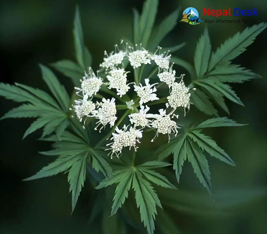 Water Hemlock Nepal Desk